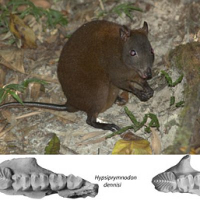 New musky rat-kangaroo fossils have been discovered, with the three new fossil species, represented by their upper jaws. Photo courtesy of PanBK.